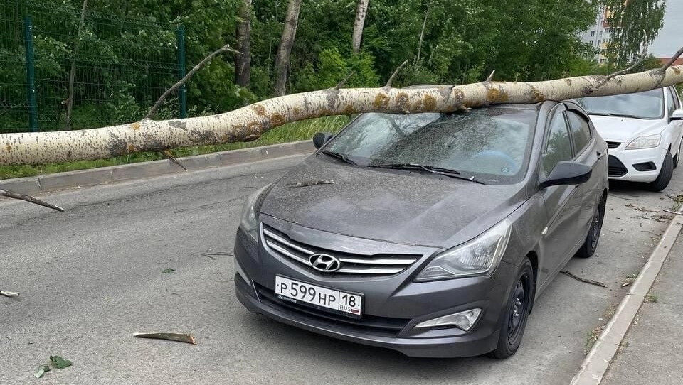     В Ижевске 31 мая сильными порывами ветра вырвало несколько деревьев, два из них упали на автомобиль и пешеходный переход. Об этих случаях в соцсетях рассказали жители города.