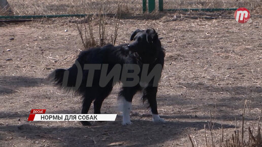 Кошка сильное животное. Жестокое домашнее животное - векторный клипарт / векторное изображение