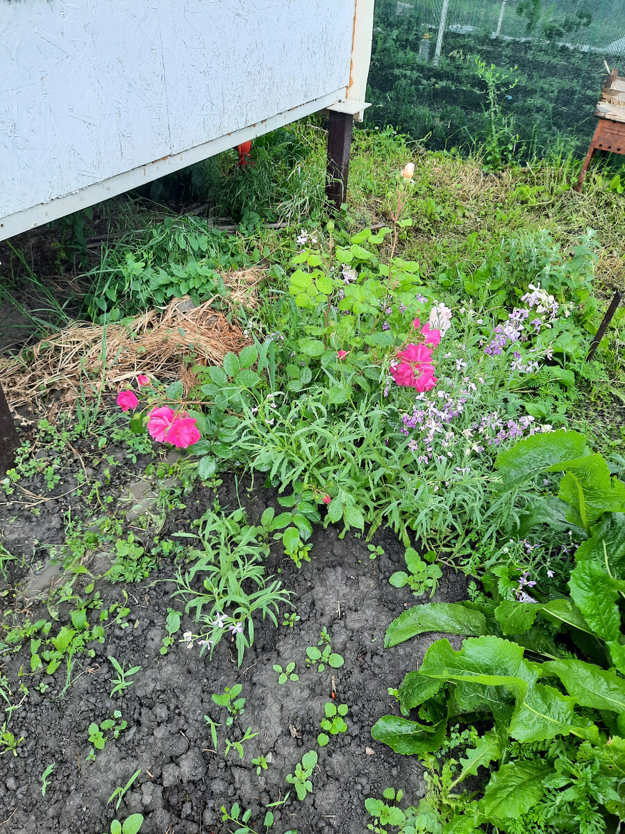 Пока кусты крошечные, но начало положено! Под окном!