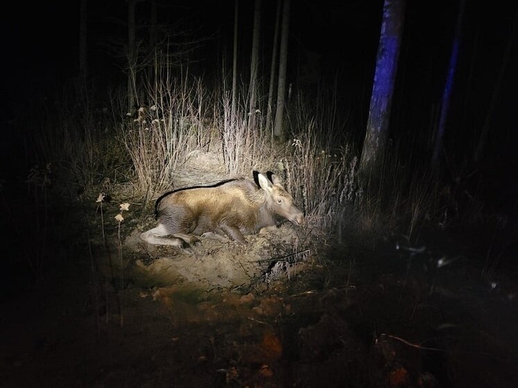     Фото: пресс-служба министерства экологии и природопользования МО