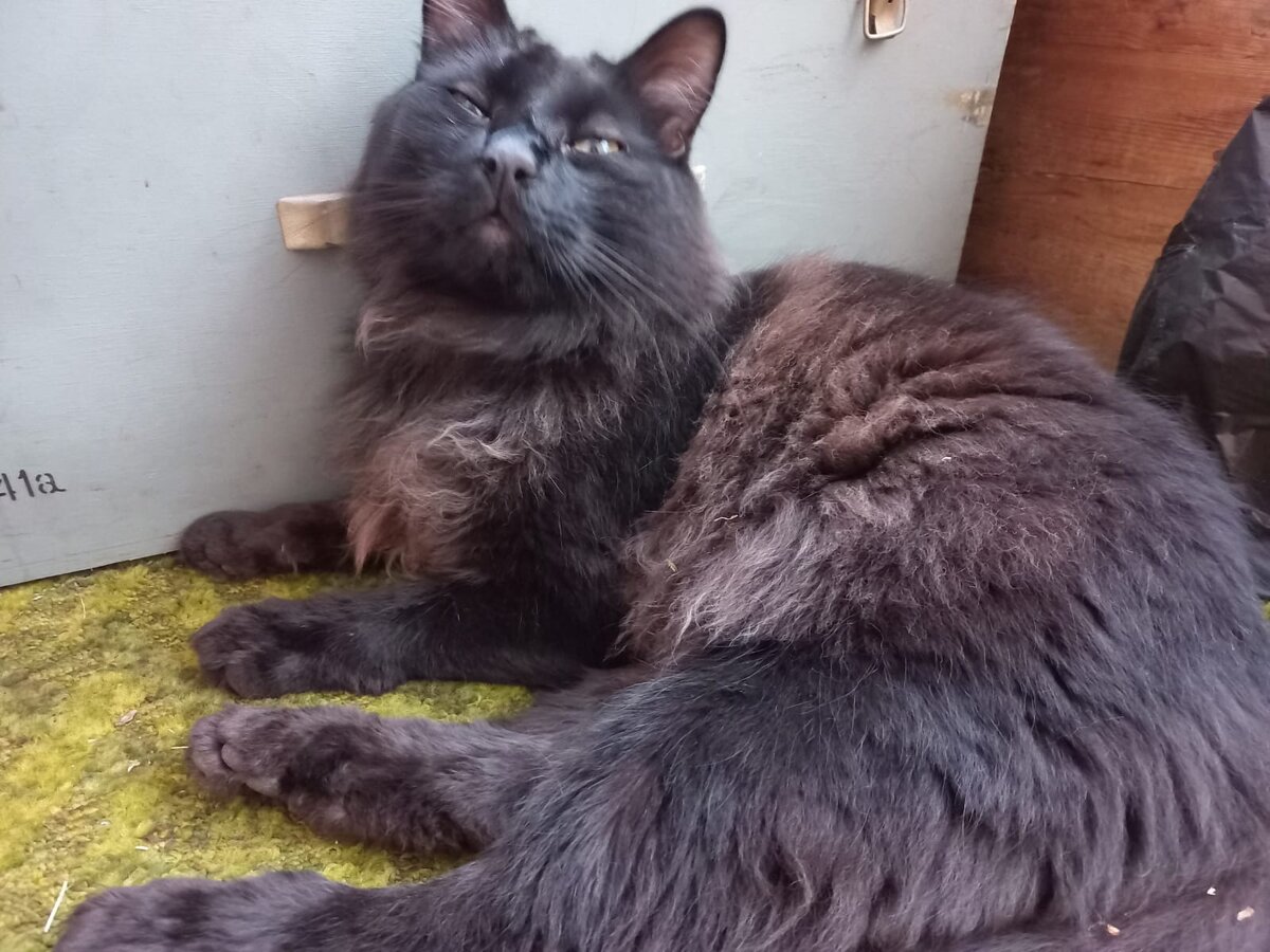 Ночь была прекрасна. Теперь оне отдыхають