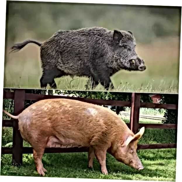 Кабан и домашняя свинья. Кабан и свинья. Поросята кабана. Свиноматка кабана. Кабан и Свинка.