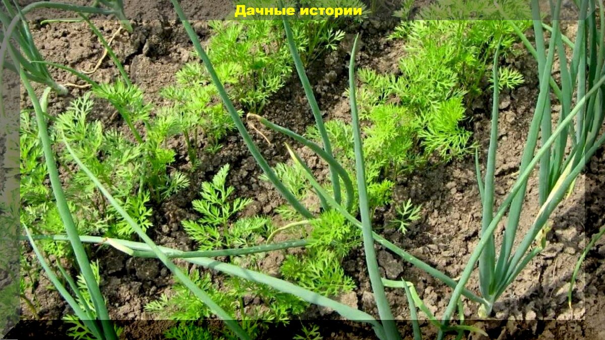 Лук, укроп, морковка: важные весенние советы и помощь начинающим дачникам в  получении завидного урожая | Дачные истории | Дзен