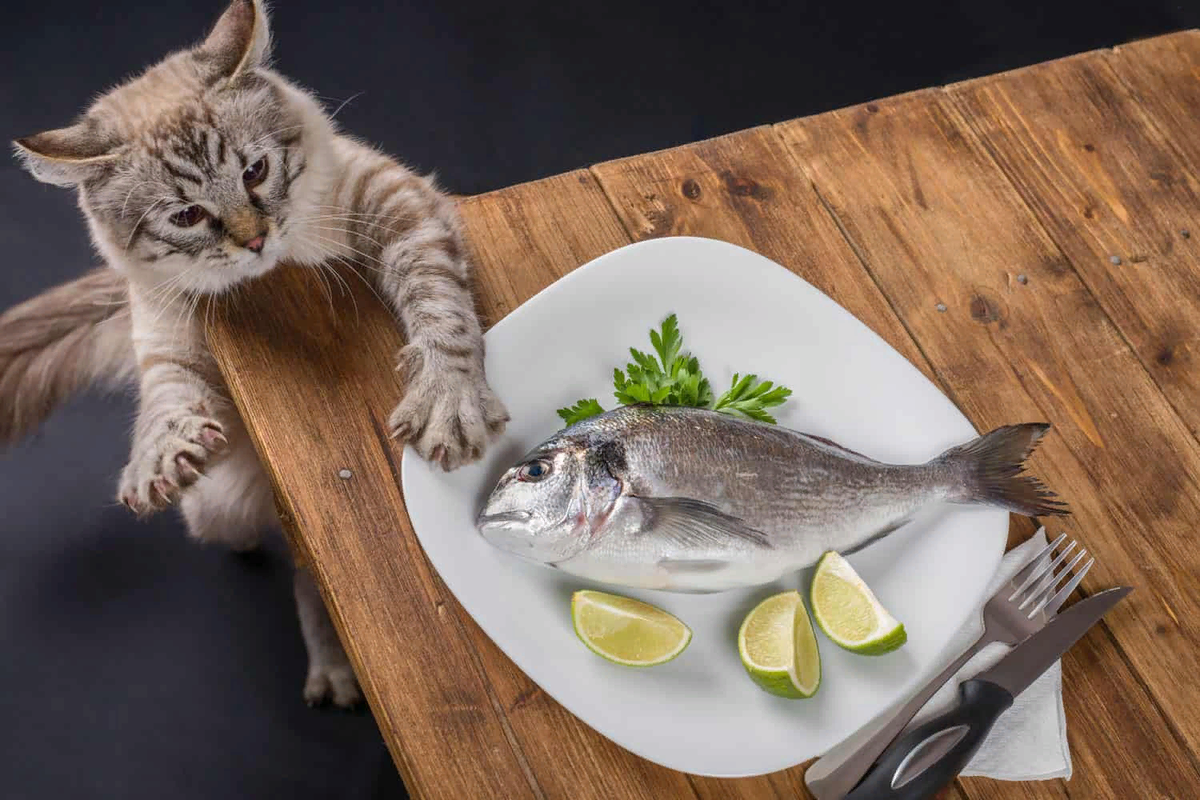 Природа пищевой привычки кошек: почему они так любят рыбу