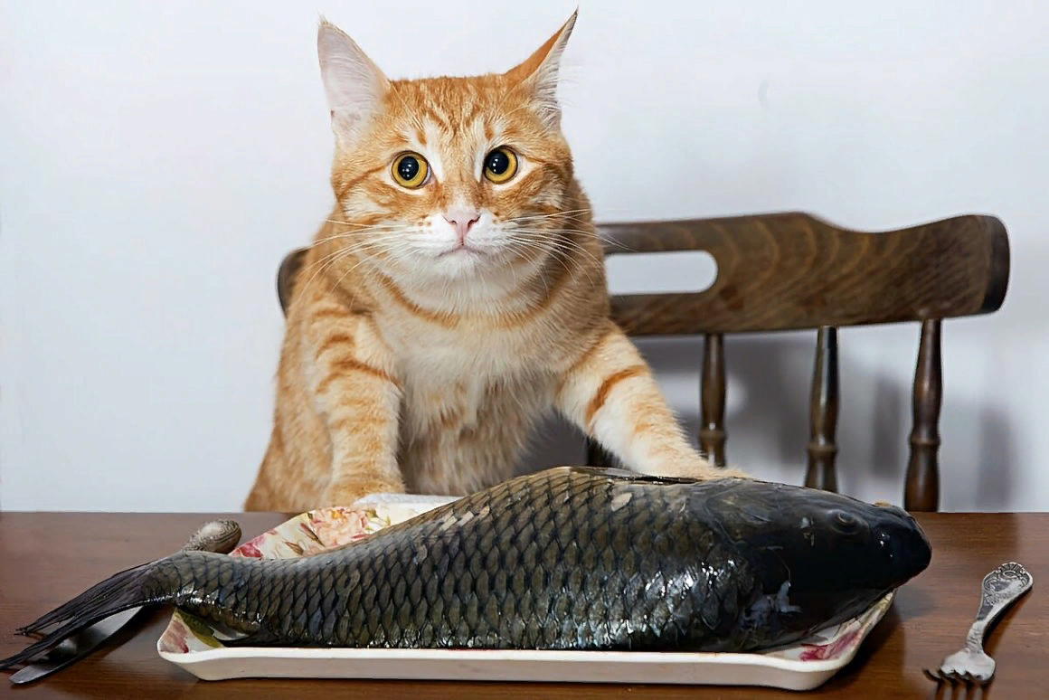 Рыба жрет рыбу. Кот с рыбой. Рыжий кот с рыбой. Рыжий кот с рыбой в зубах. Кошка ест рыбу.