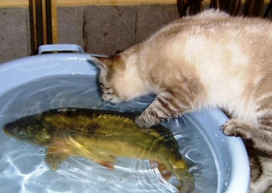 Поймали рыбу как кот. Рыба кошка. кот ловит рыбу. кот стащил рыбу. кот и рыбка.