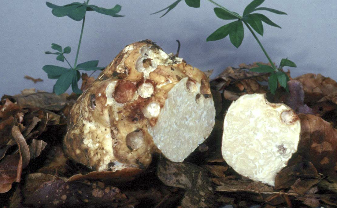 Фото из Вики.