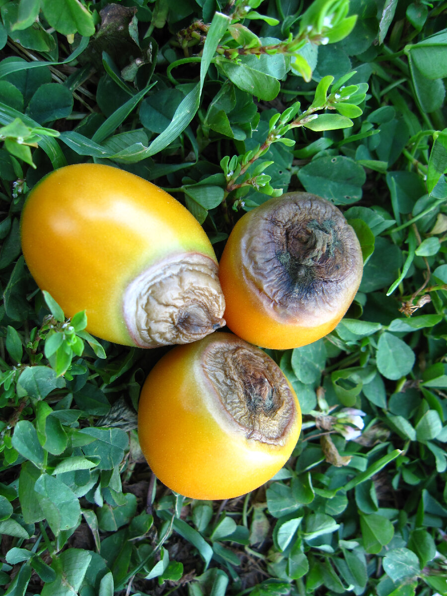 В статье использованы фото автора