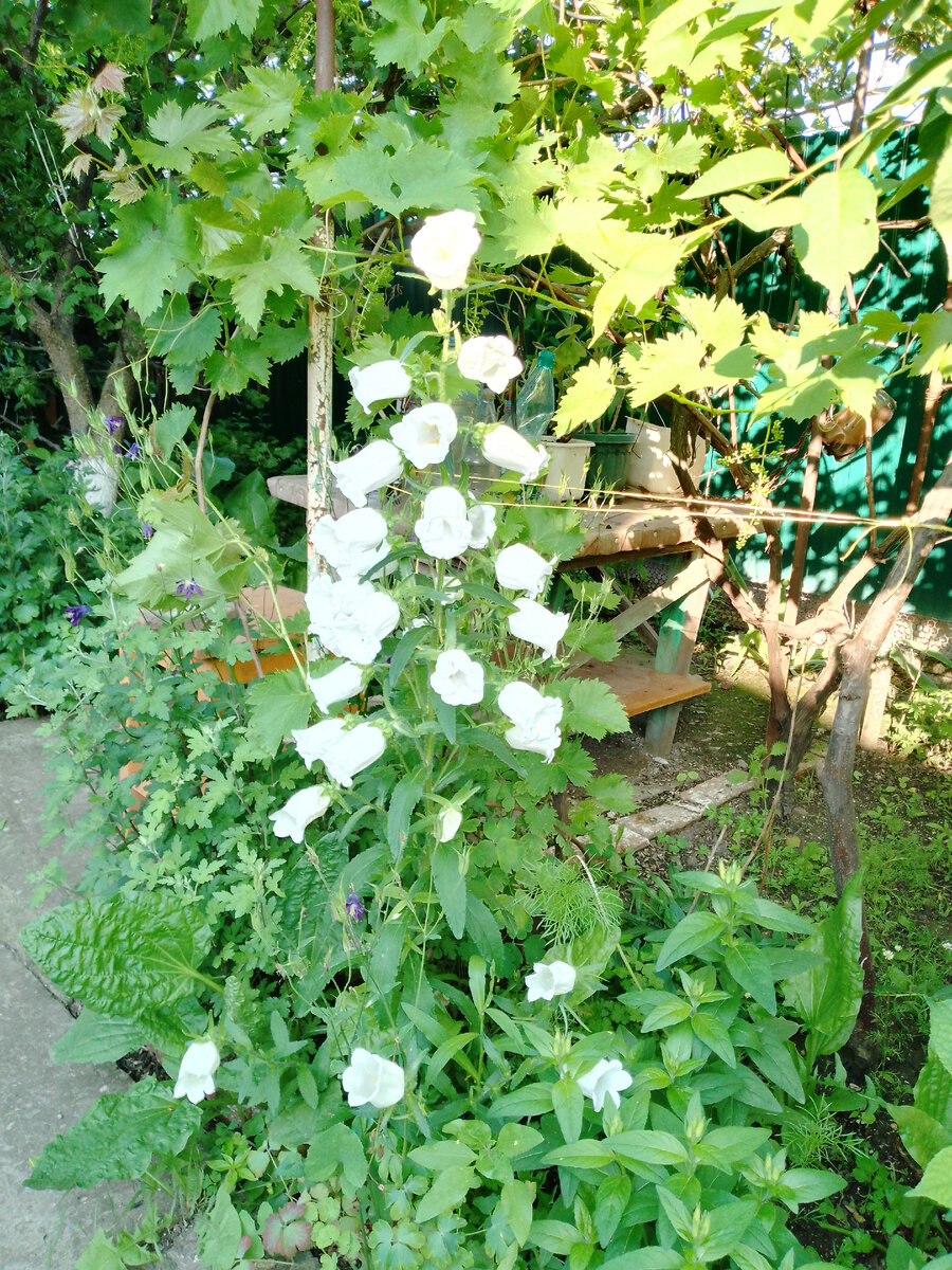 И такие. Дом большой, двор там тоже есть. И цветы