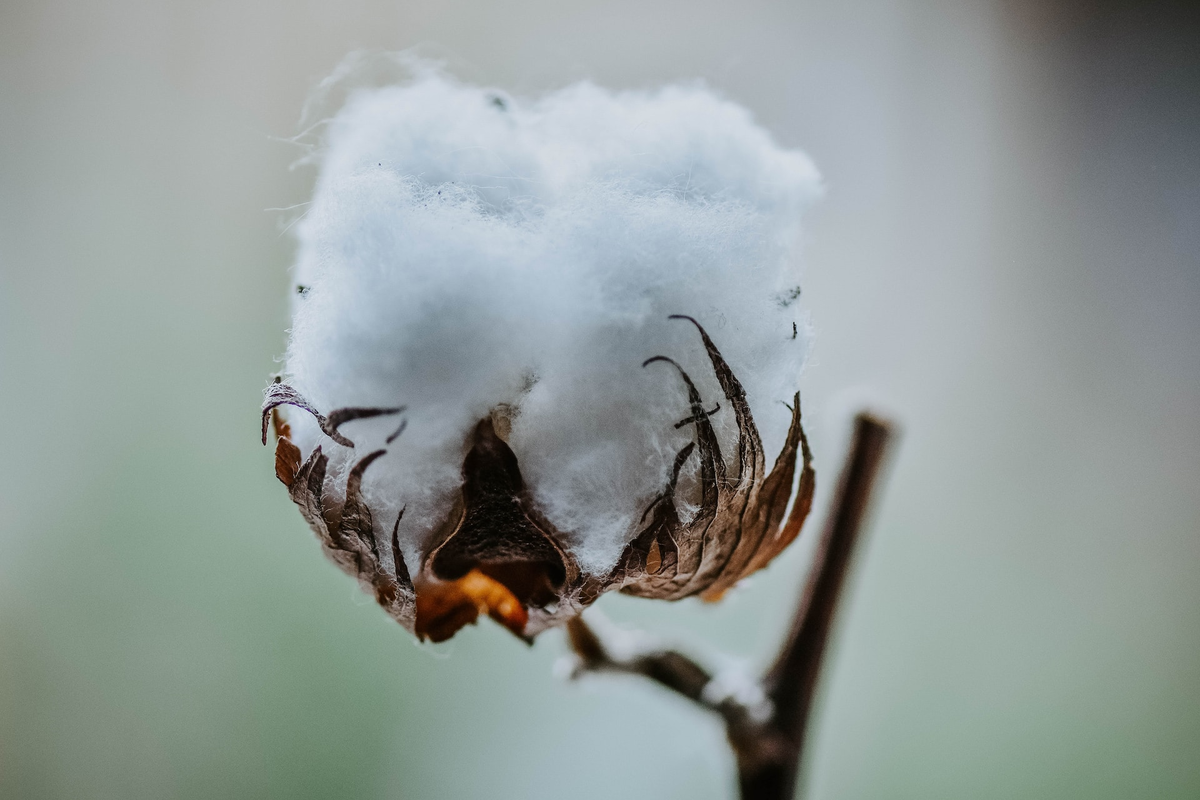 фото: unsplash.com