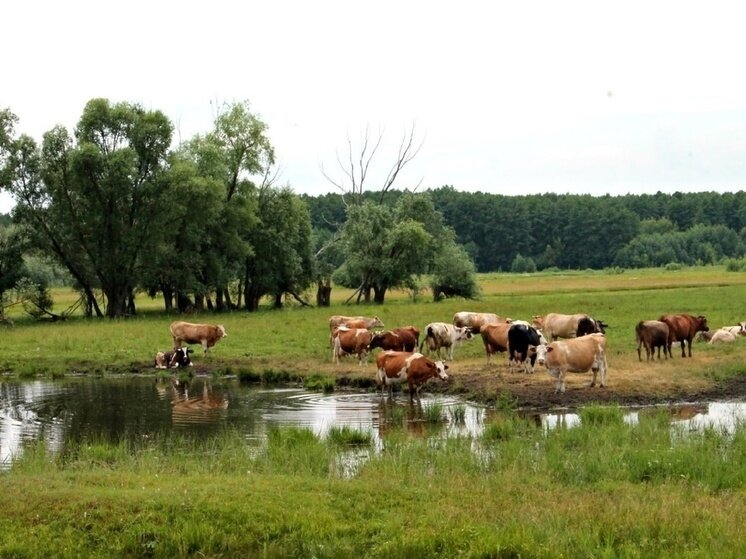 ФОТО: ЮЛИЯ ФРОЛОВА/ «МК В ТАМБОВЕ» 