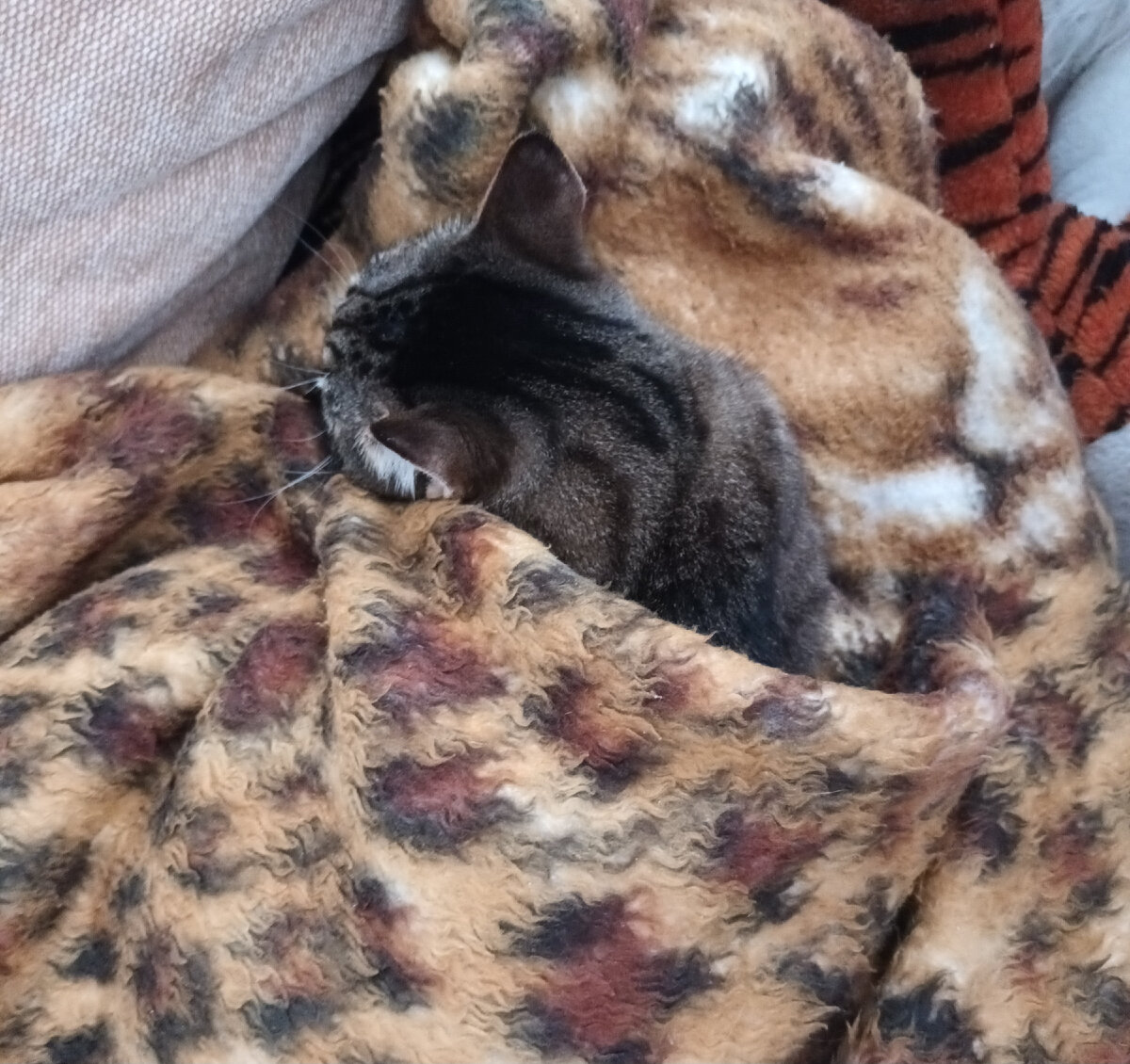 Тигруша замерз