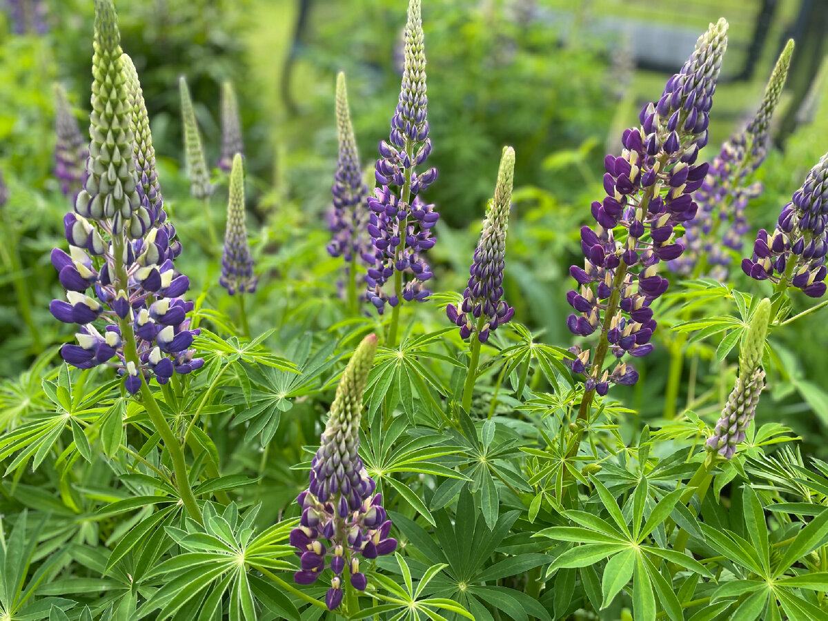 Фиолетовые люпины