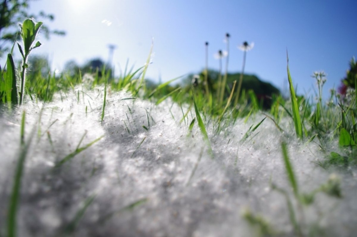    Юрист Билялова рассказала об ответственности за поджог тополиного пуха