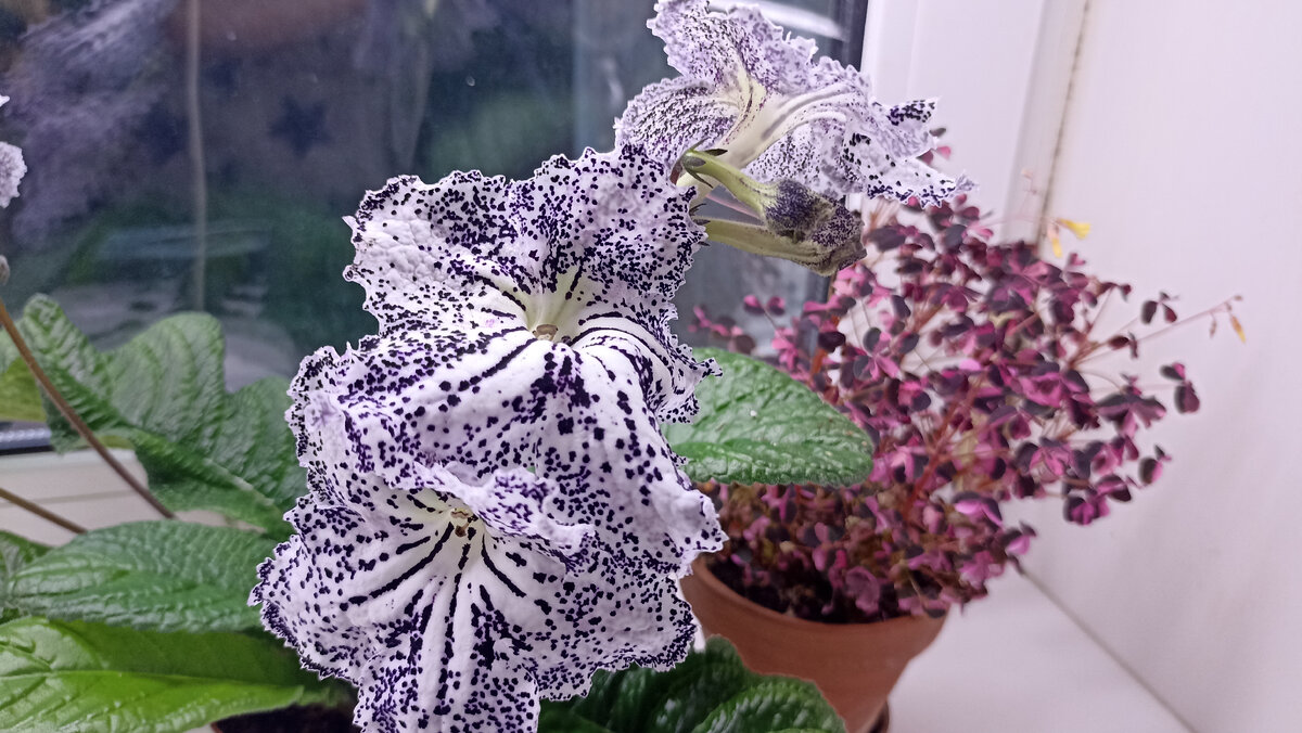 Стрептокарпус ОИ-Ирбис