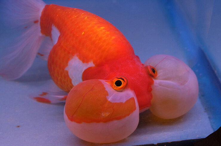 Общие сведения Водяные глазки, или пузыреглаз (Bubble Eye Goldfish) – короткотелая селекционная форма золотой рыбки, отличительной особенностью которой является наличие под глазами двух «пузырей»,...