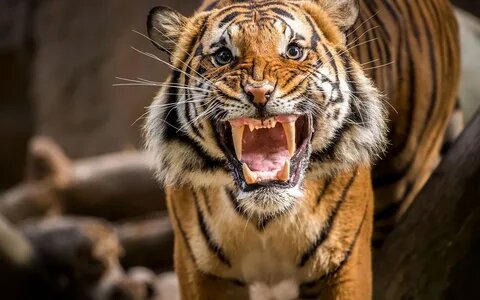Тигр(фото из Интернета)