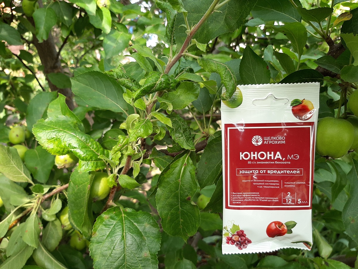    «Юнона» действует очень быстро, ведь в борьбе с вредителями медлить нельзя