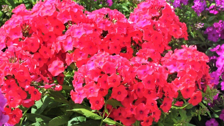 Красивые цветы, которые со временем вытеснят сорняки! | GardenLife | Дзен
