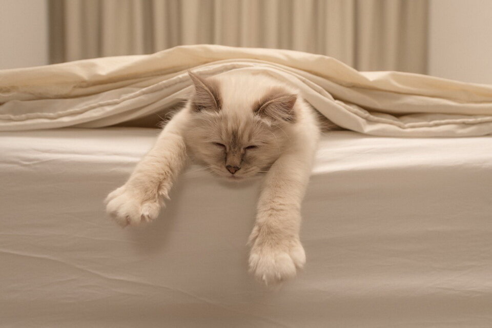 Если ваша кровать будет казаться животному безопасной, то он будет спать на ней