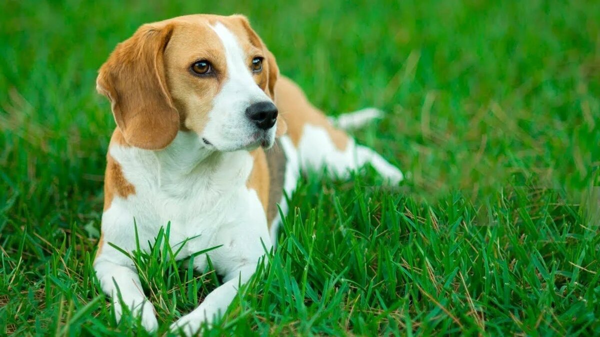 Beagle порода собак