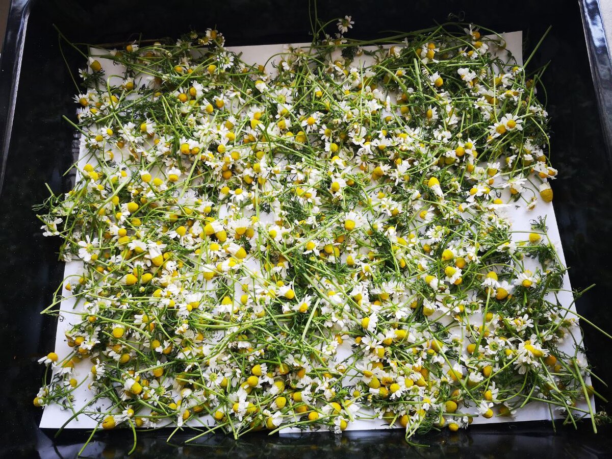 Сушить в тени, пару дней