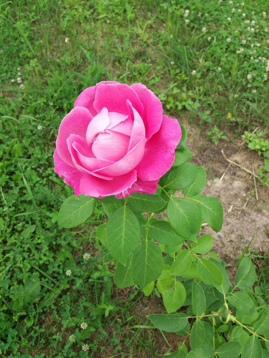 Роза
