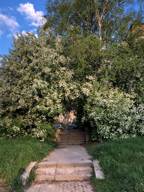 Фото автора. Черемуховое майское утро.