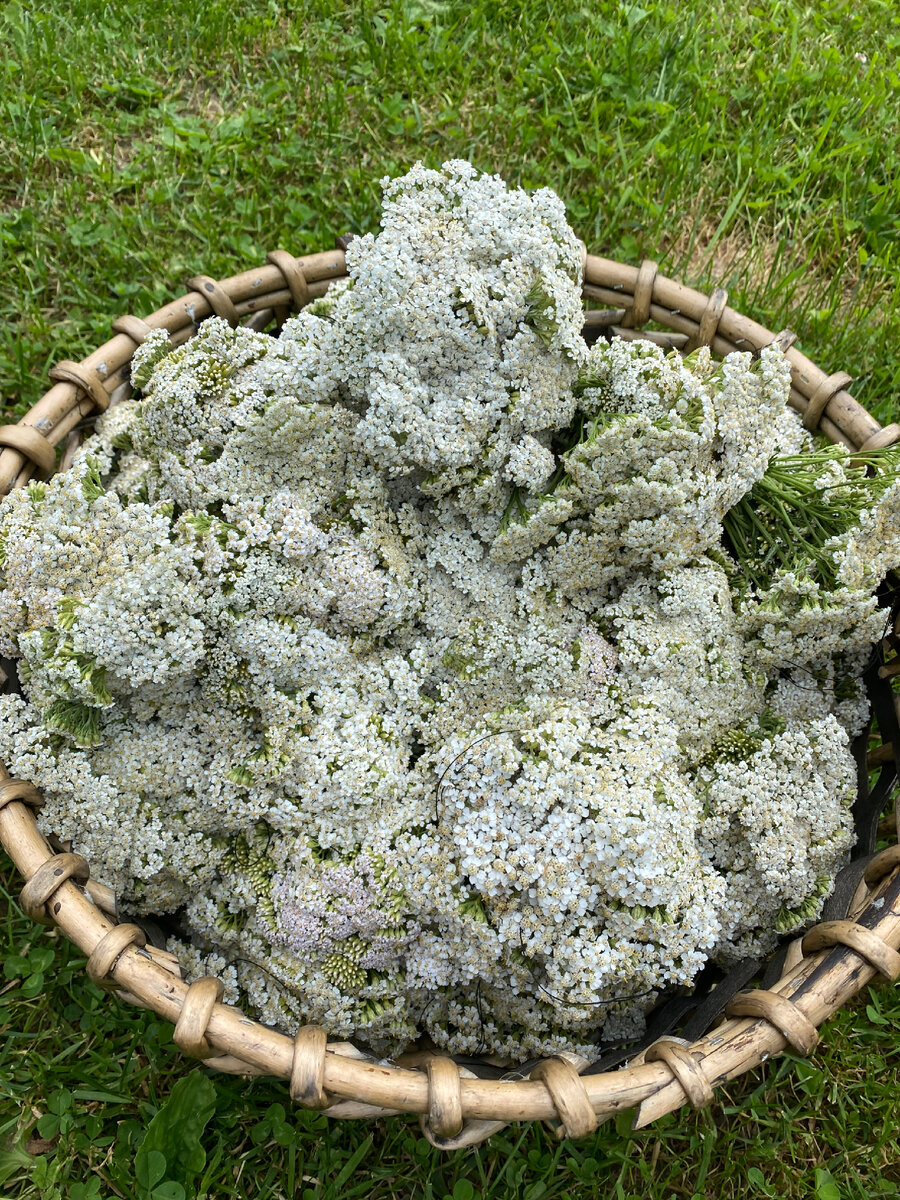 Цветы тысячелистника