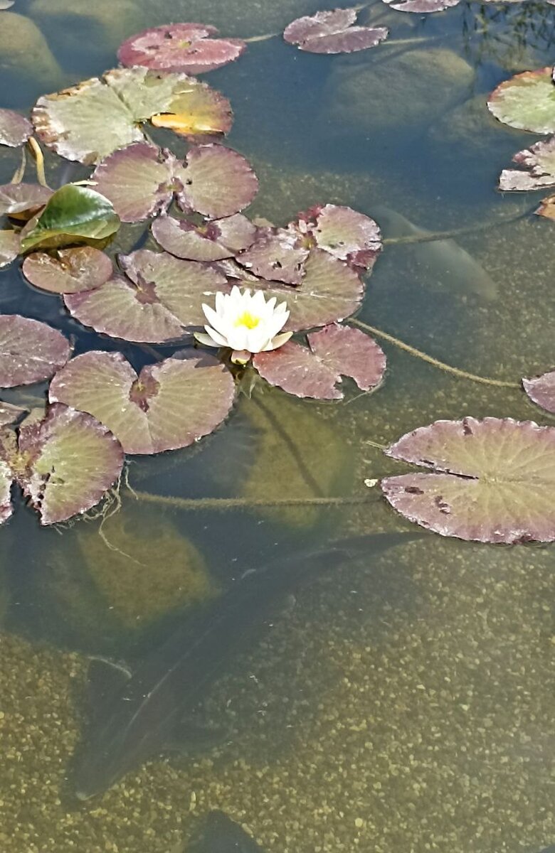 Кувшинка смотрится очень красиво