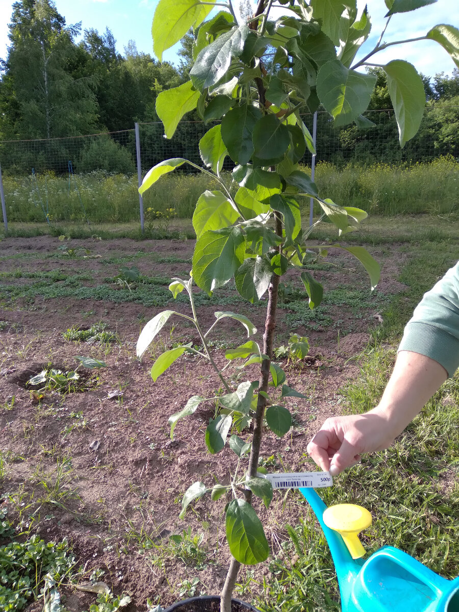Яблоня колоновидная,сорт Васюган