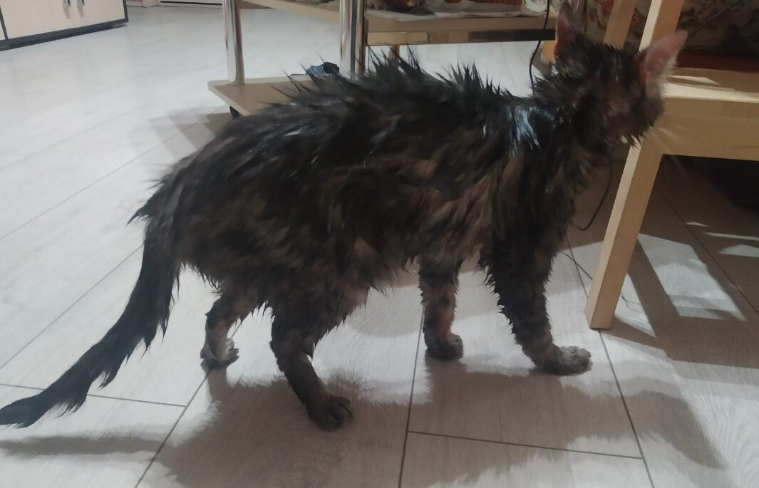 Как только я принесла кошку к нам домой сразу ее искупала. Она громко ругалась но ни разу меня не укусила и не поцарапала