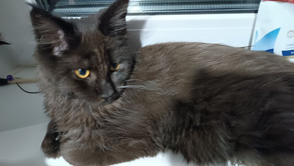 Бозяка-нагломордяка