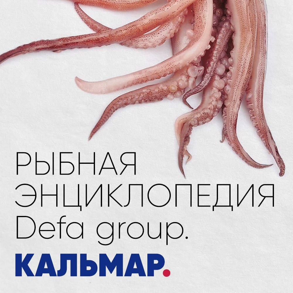 Рыбная энциклопедия. Кальмар | Defa group | Дзен