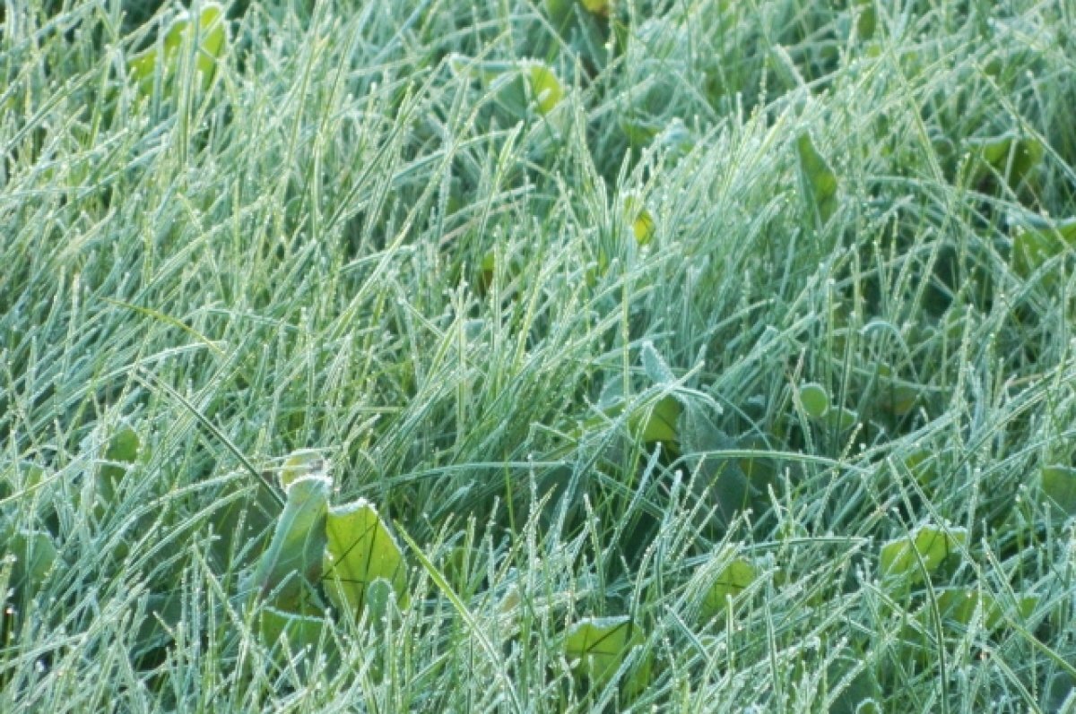    Гидрометцентр сообщил о приближающихся заморозках в четырех регионах РФ