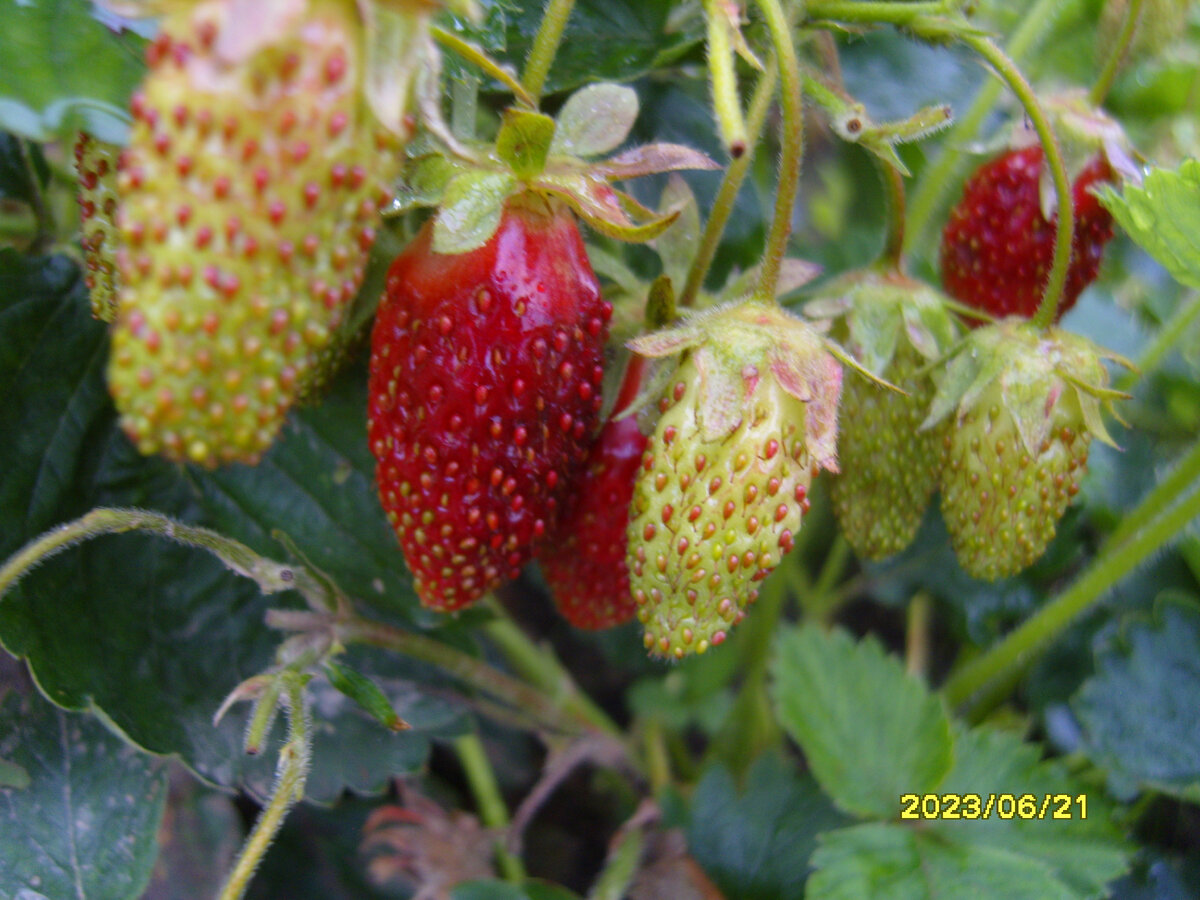 Ягоды земклуники Купчиха