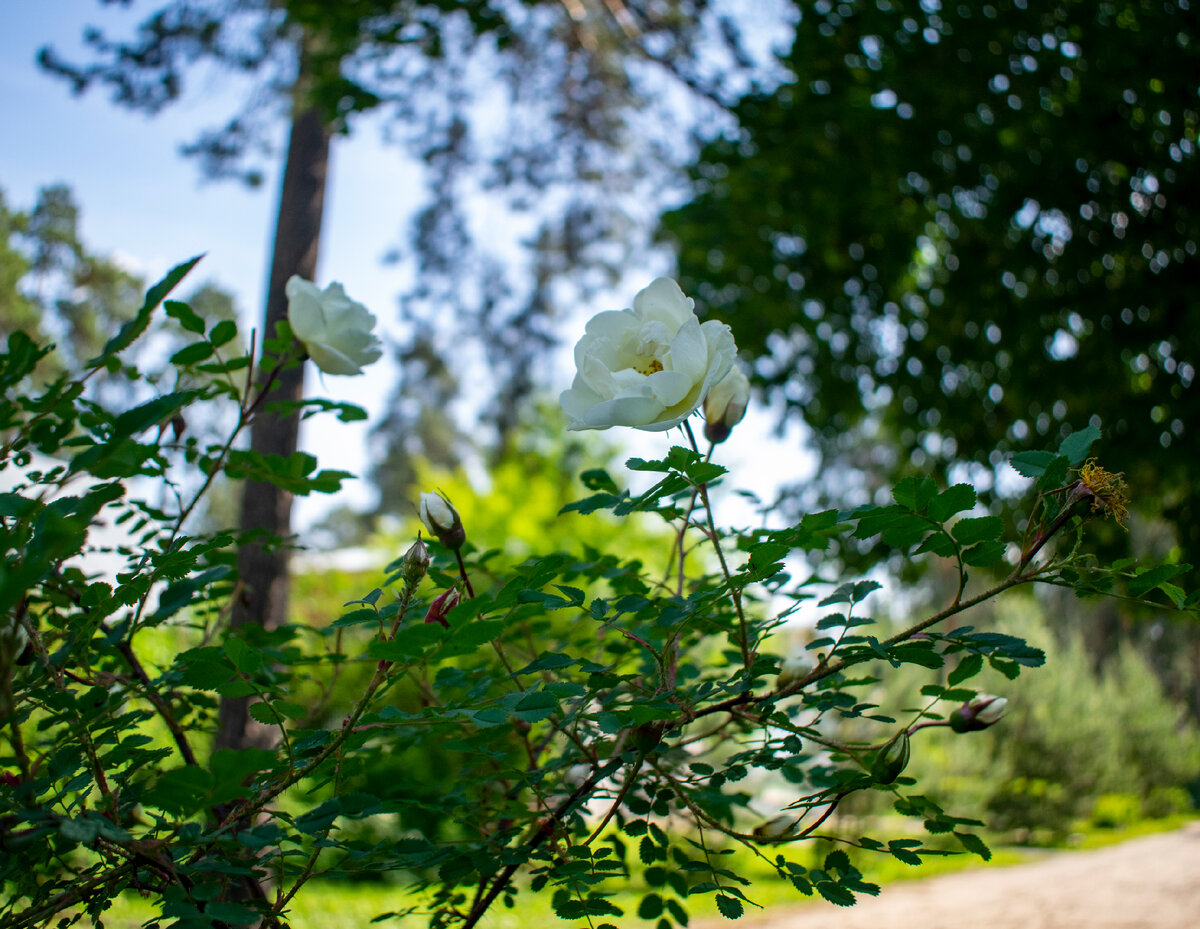 Белая роза. Фотография автора статьи. 