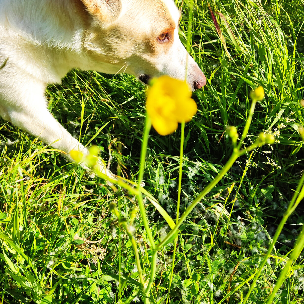 Не далеко от дома у нас лес .