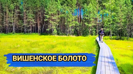 Экскурсионная тропа через Вишенское болото в Керженском заповеднике 🌳 Россия 🇷🇺 #путешествие #россия #природа