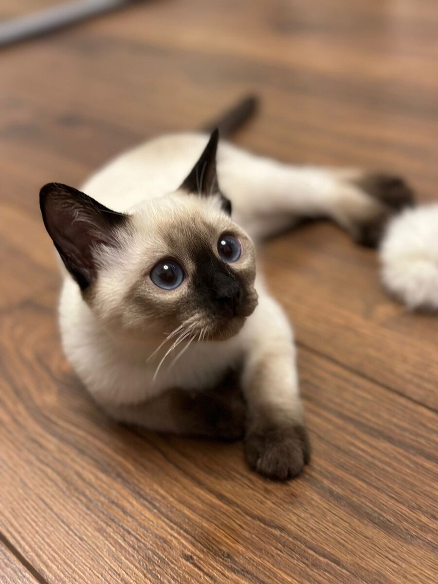 Жозетта Муна