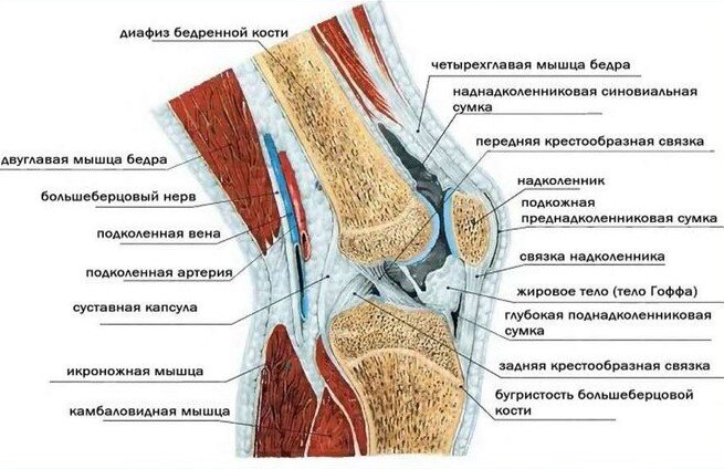 Коленный сустав сбоку (в разрезе). Рисунок взят с сайта: topuch.com