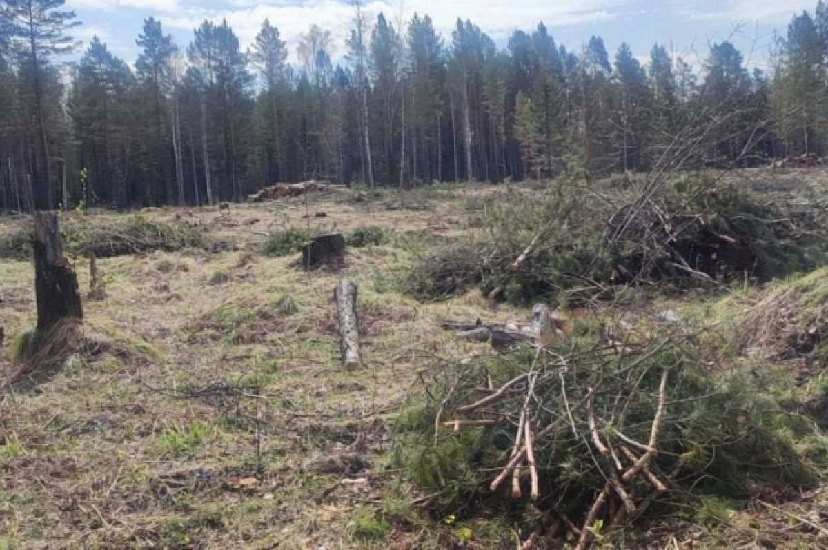    В Красноярском крае предпринимателя осудят за 9 эпизодов рубки леса