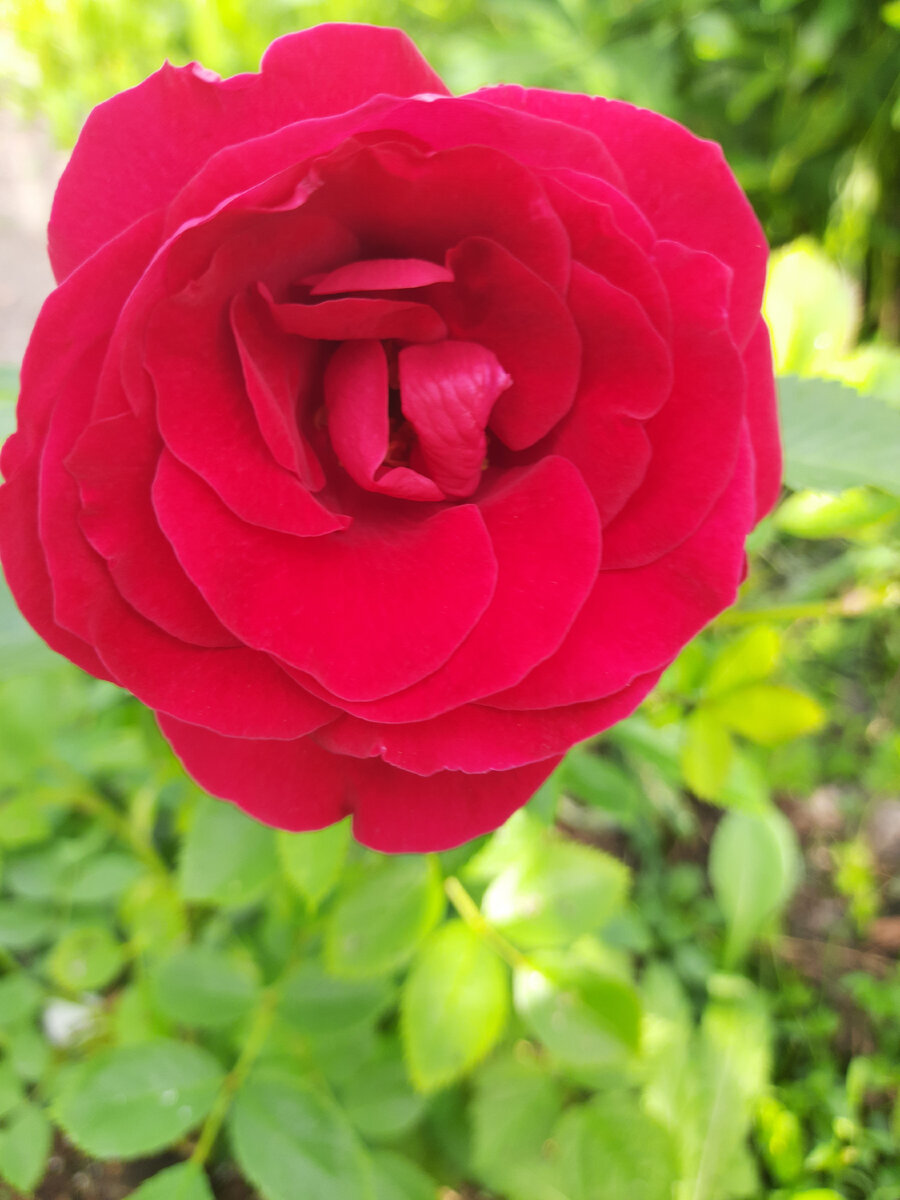 Фламентанц