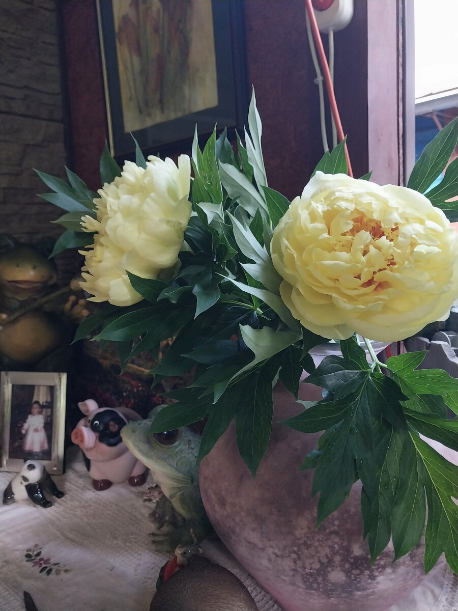 Красавица Bartzella