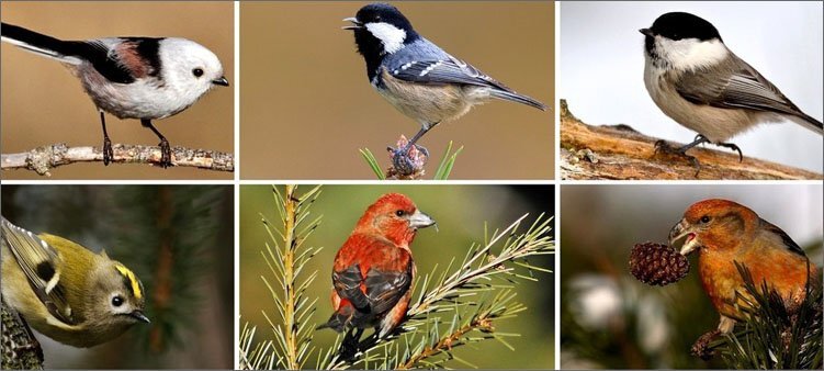 Самые известные певчие птицы зимуют в африке. Щегол и зеленушка. Пестрая птица. Самые известные певчие птицы зимуют в африке. Черноголовый щегол.