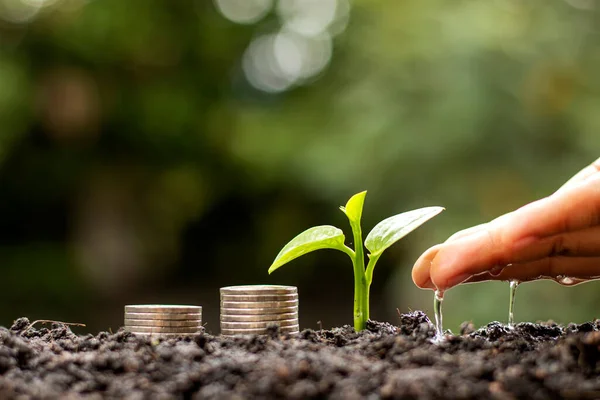 Инвестиции: ваши семена для будущего урожая