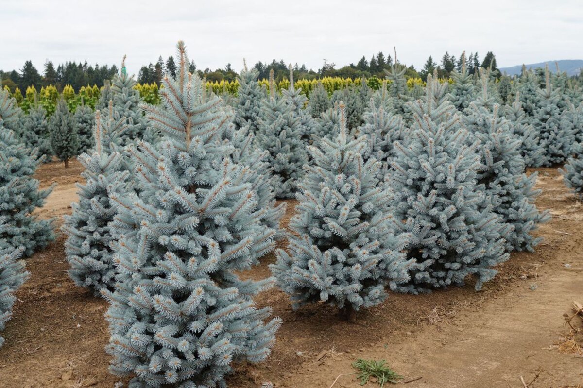 Ель колючая Мисти Блю. Ель колючая glauca Misty Blue. Ель колючая Hoopsii. Ель колючая Глаука Маджестик Блю.