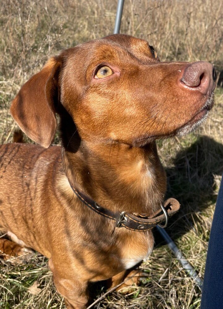 Чарли, фото автора