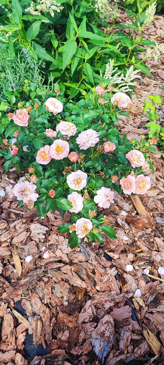 необыкновенно нежная роза розово-лососевого оттенка