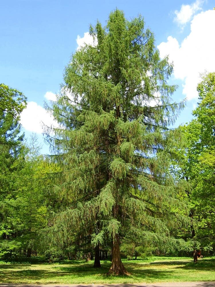 Лиственница Сибирская Larix sibirica. Лиственница Сукачева. Лиственница европейская Корник. Лиственница Гмелина Даурская.